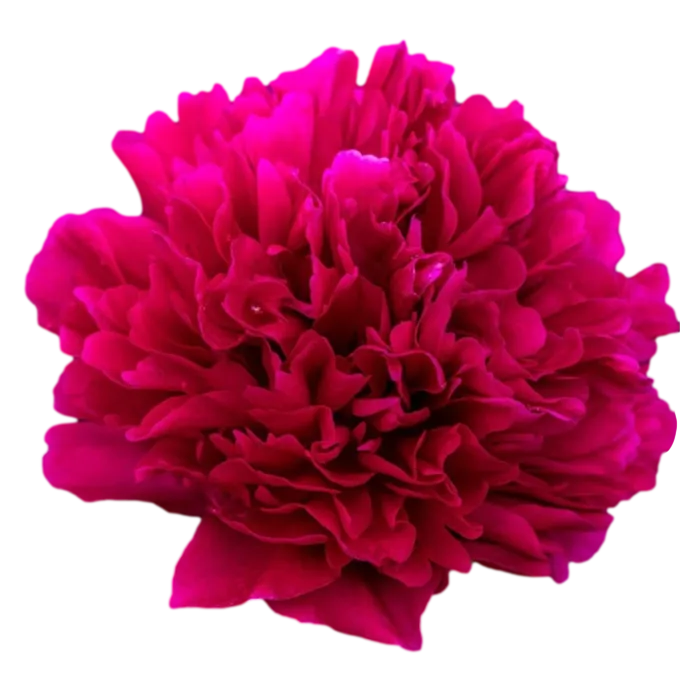 Adolphe Rousseau Red Peonie — ChileBlooms catalog