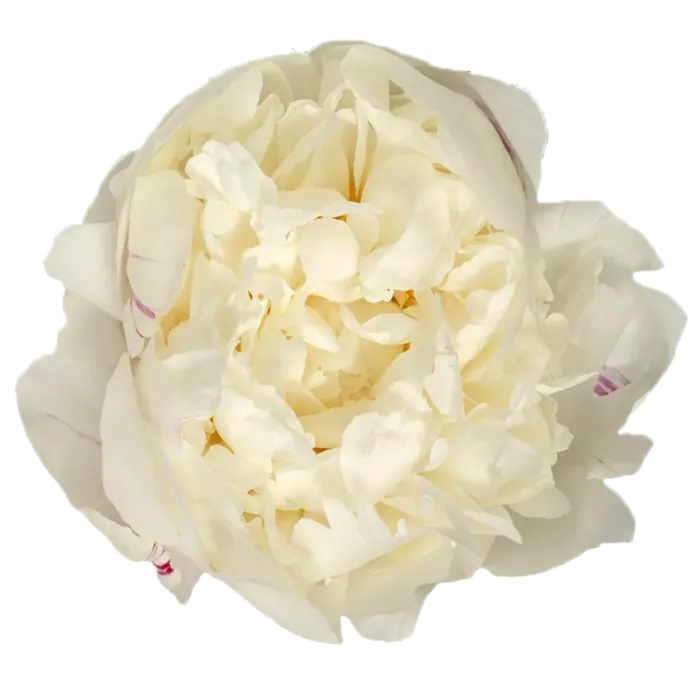 Ann Cousins White Peonie — ChileBlooms catalog