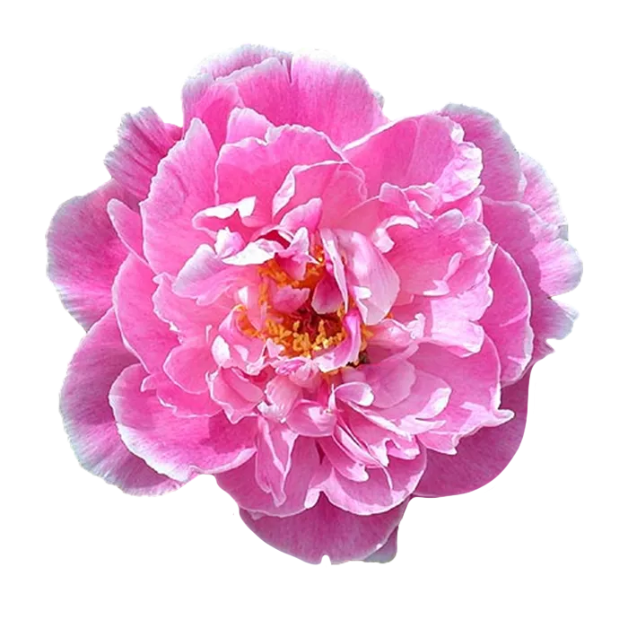 Auguste Dessert Pink Peonie — ChileBlooms catalog