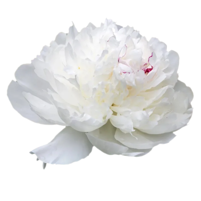 Avalanche White Peonie — ChileBlooms catalog