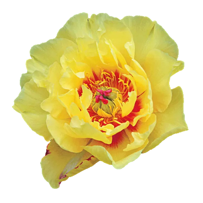 Bartzella Yellow Peonie — ChileBlooms catalog