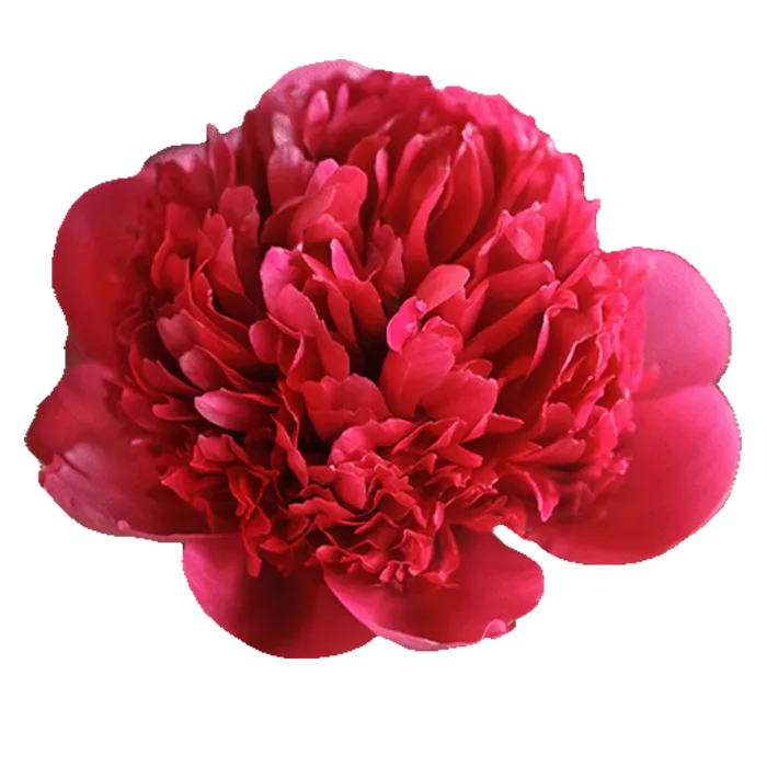 Belgravia Red Peonie — ChileBlooms catalog