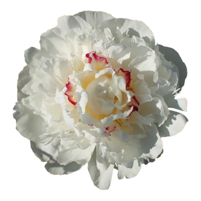 Boule De Neige White Peonie — ChileBlooms catalog