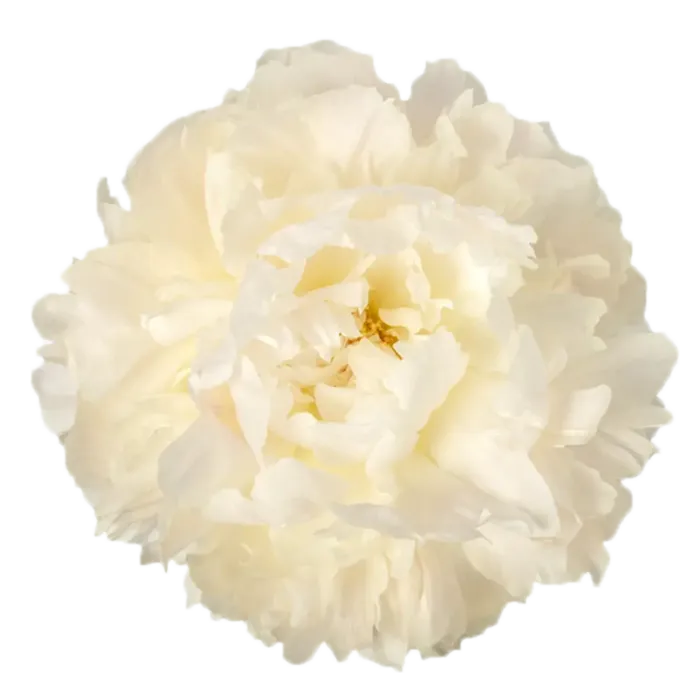 Bowl of Cream White Peonie — ChileBlooms catalog