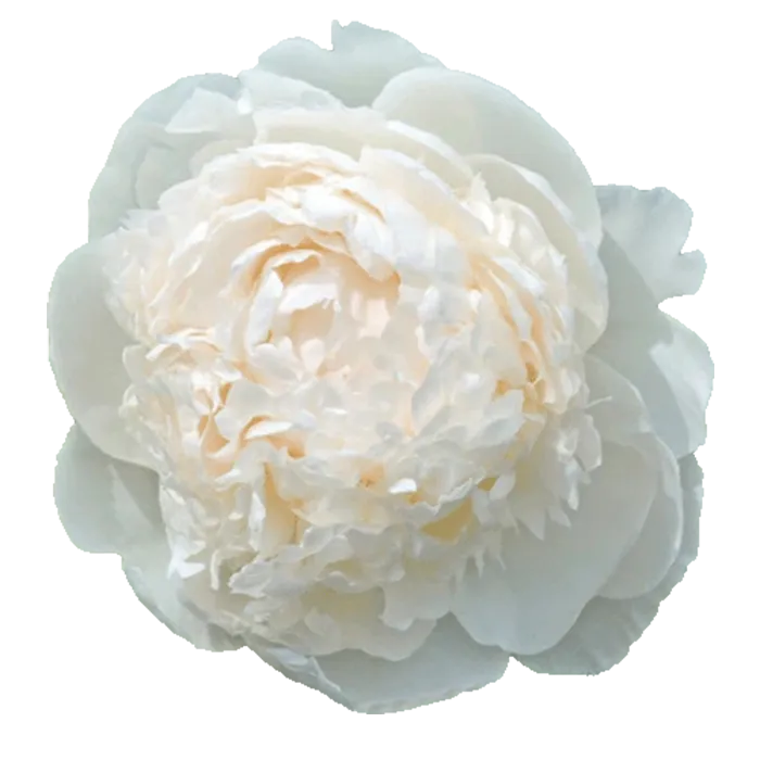 Brother Chuck White Peonie — ChileBlooms catalog