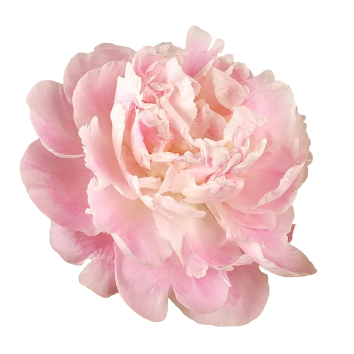 Catharina Fontijn Pink Peonie — ChileBlooms catalog