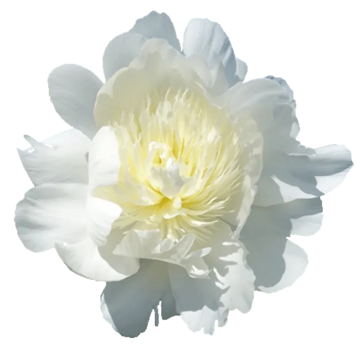 Charlies White White Peonie — ChileBlooms catalog