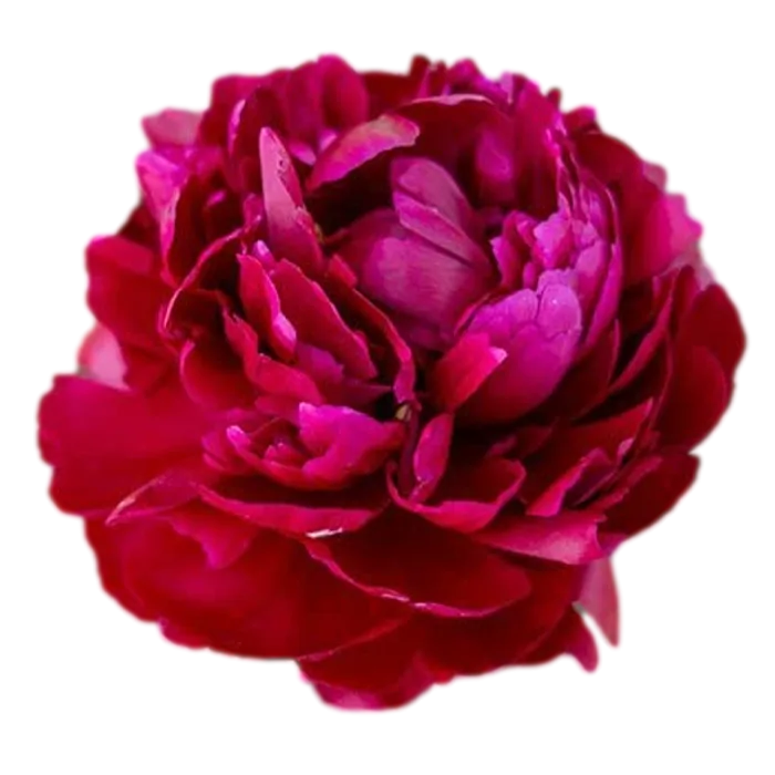 Cherry Hill Red Peonie — ChileBlooms catalog