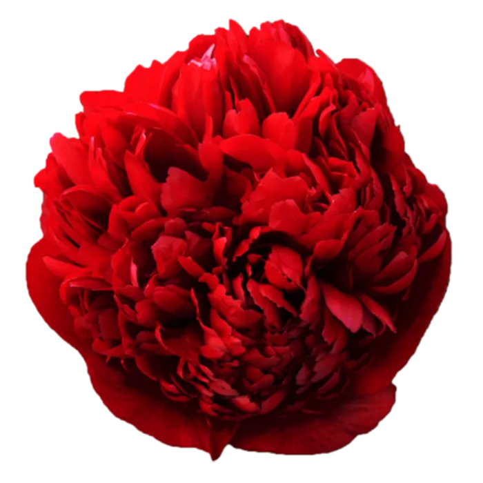 Christmas Velvet Red Peonie — ChileBlooms catalog