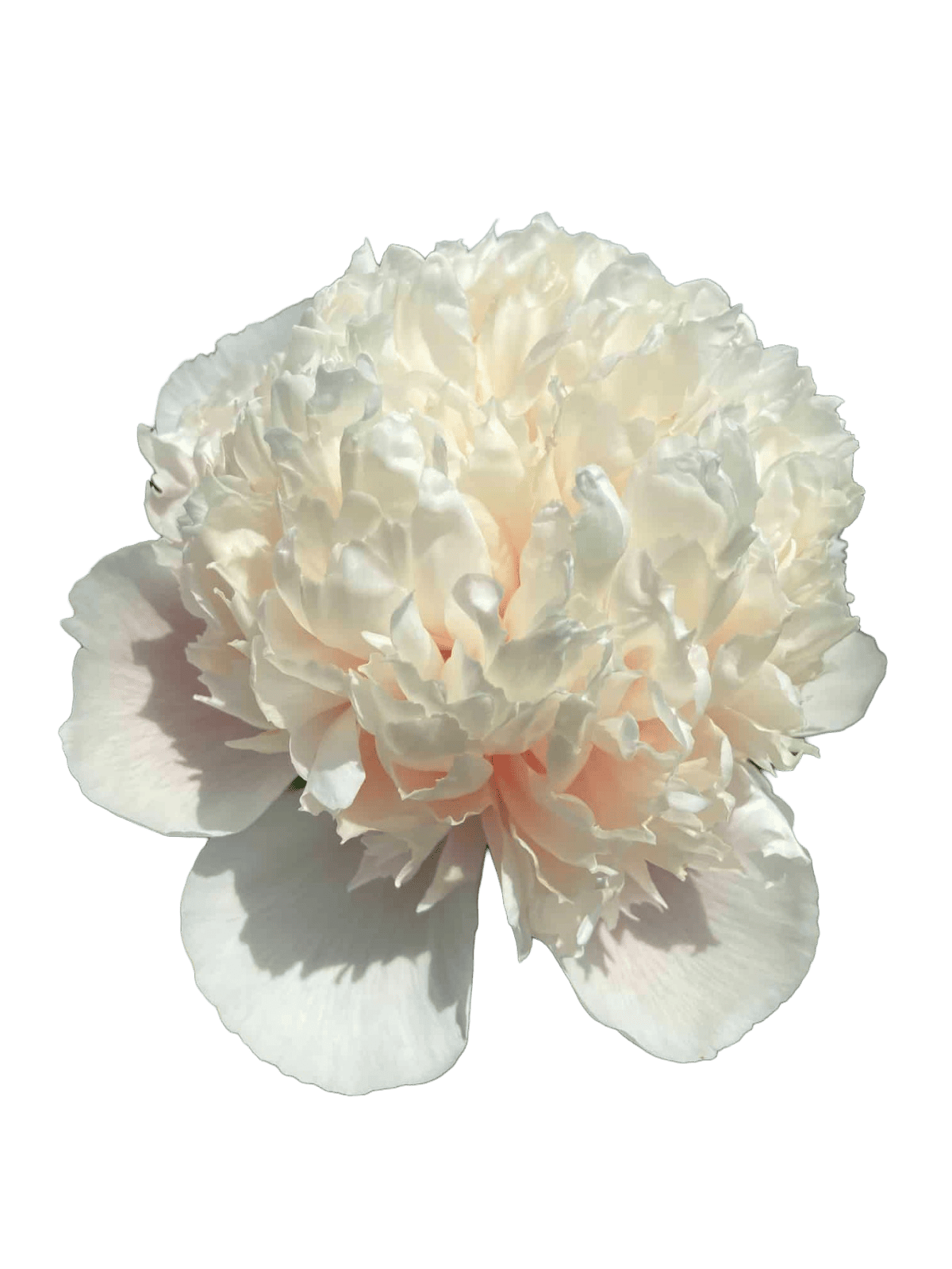 Colonel Owen Cream Peonie - ChileBlooms