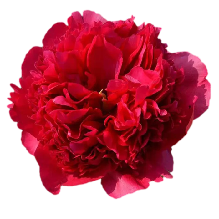 Command Performance Red Peonie — ChileBlooms catalog