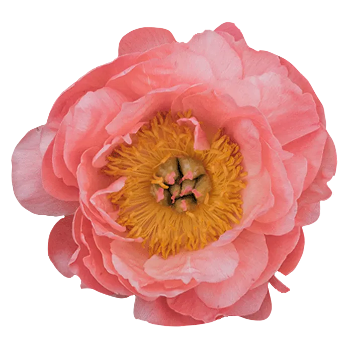 Coral Charm Coral Peonie — ChileBlooms catalog