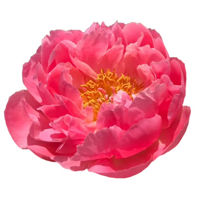 Coral Supreme Coral Peonie — ChileBlooms catalog
