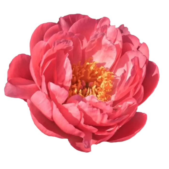 Coral Pink Hawaiian Coral Peonie — ChileBlooms catalog