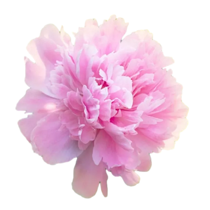 Dinner Plate Pink Peonie — ChileBlooms catalog