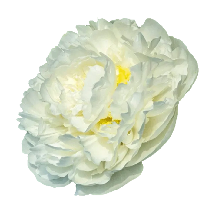 Duchesse De Nemours White Peonie — ChileBlooms catalog