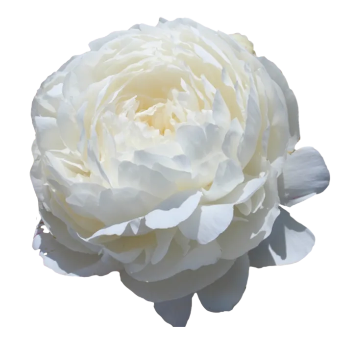 Elsa Sass White Peonie — ChileBlooms catalog