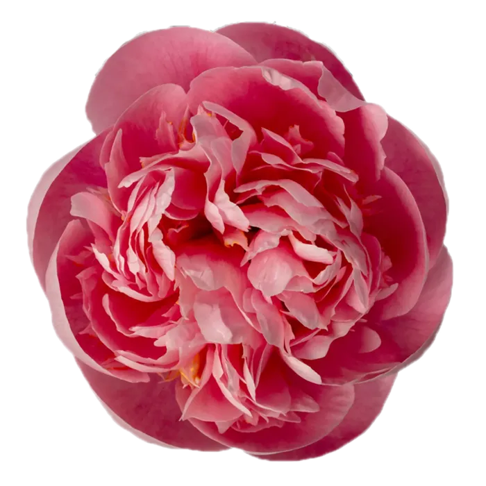 Etched Salmon Coral Peonie — ChileBlooms catalog