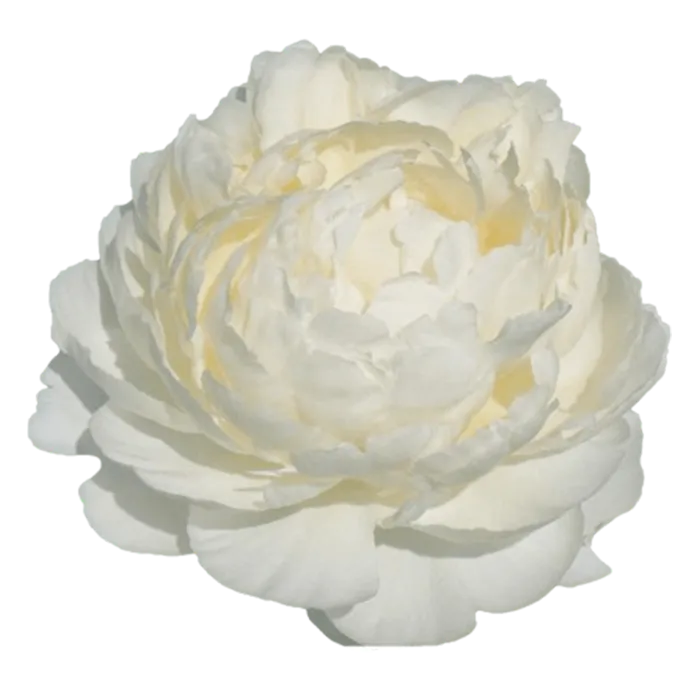 F.G. Brethour White Peonie — ChileBlooms catalog