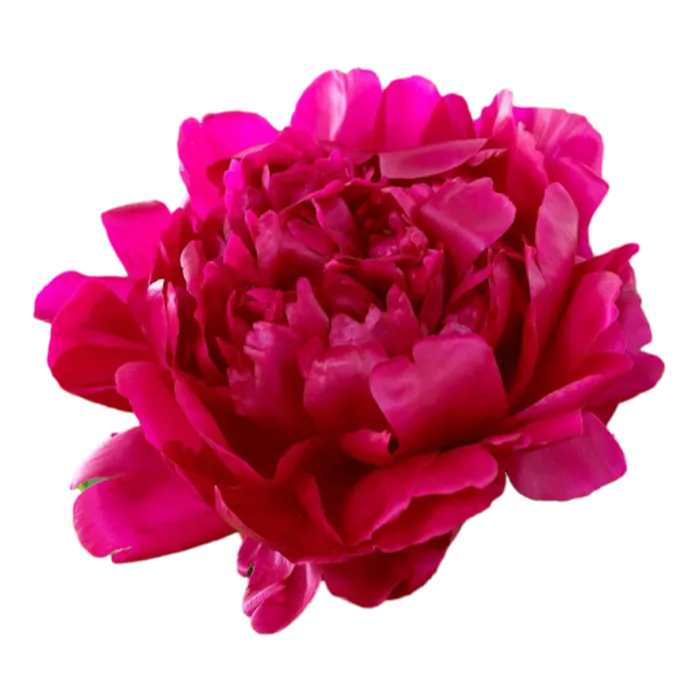 Felix Crousse Red Peonie — ChileBlooms catalog