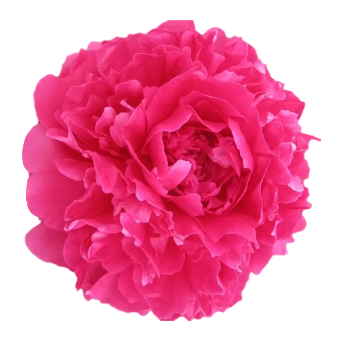 Felix Supreme Red Peonie — ChileBlooms catalog