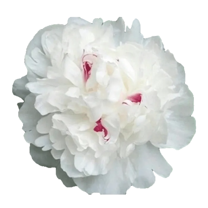 Festiva Maxima White Peonie — ChileBlooms catalog