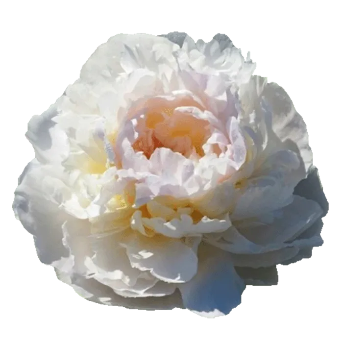 Florence Nicholls White Peonie — ChileBlooms catalog