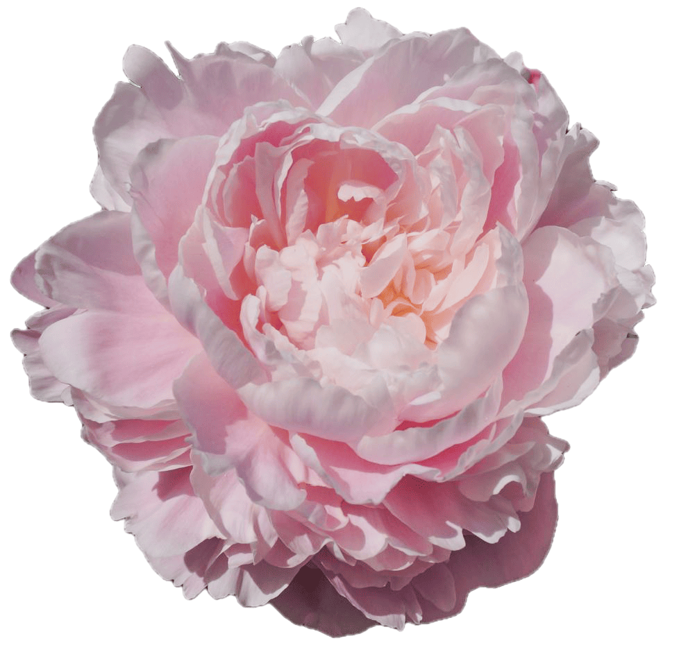Franklin Roosevelt Light Pink Peonie - ChileBlooms