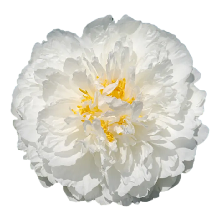 Fringed Ivory White Peonie — ChileBlooms catalog
