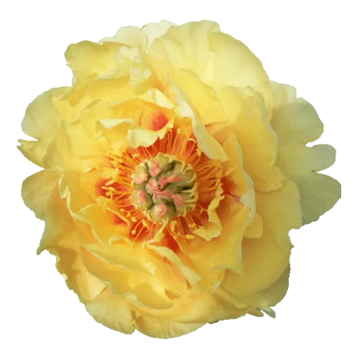 Garden Treasure Yellow Peonie — ChileBlooms catalog