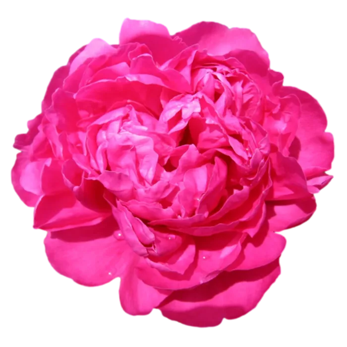 Gilbert Barthelot Pink Peonie — ChileBlooms catalog