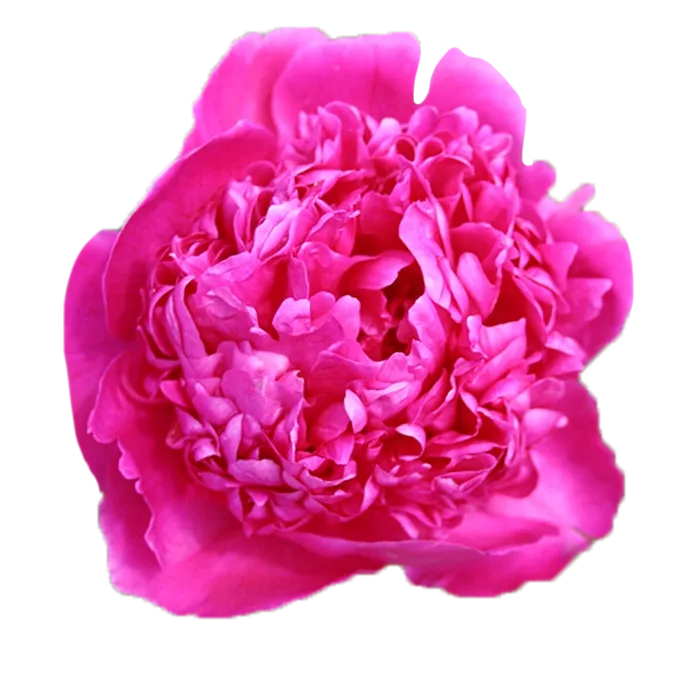 Glory Hallelujah Pink Peonie — ChileBlooms catalog