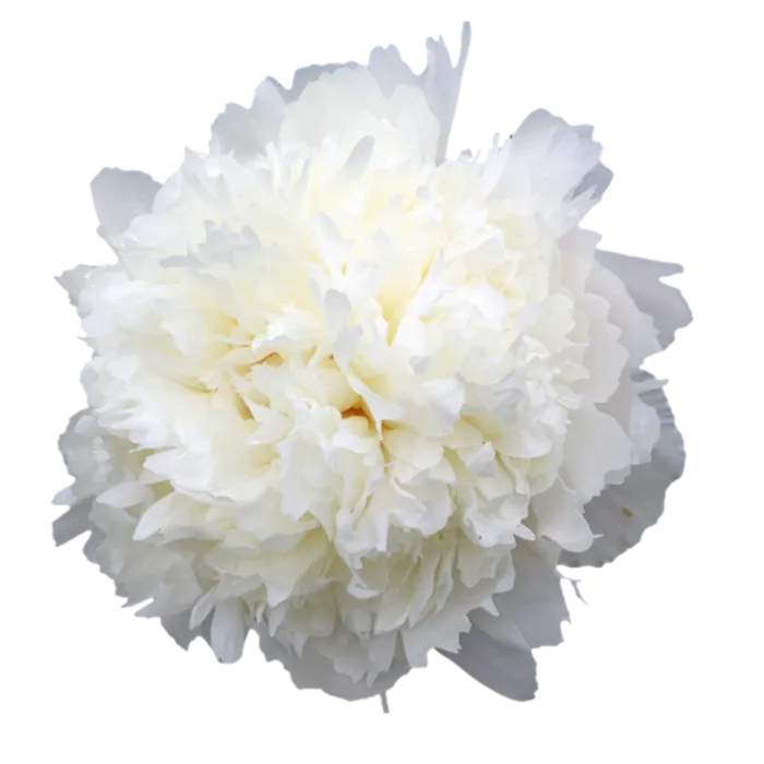 Henry Sass White Peonie — ChileBlooms catalog