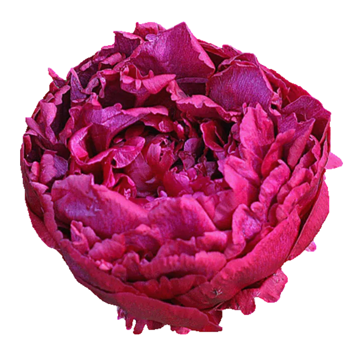 Highlight Red Peonie — ChileBlooms catalog