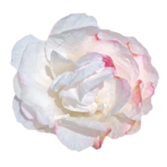 Iceberg White Peonie — ChileBlooms catalog