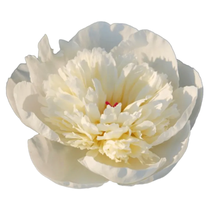 Immaculee White Peonie — ChileBlooms catalog