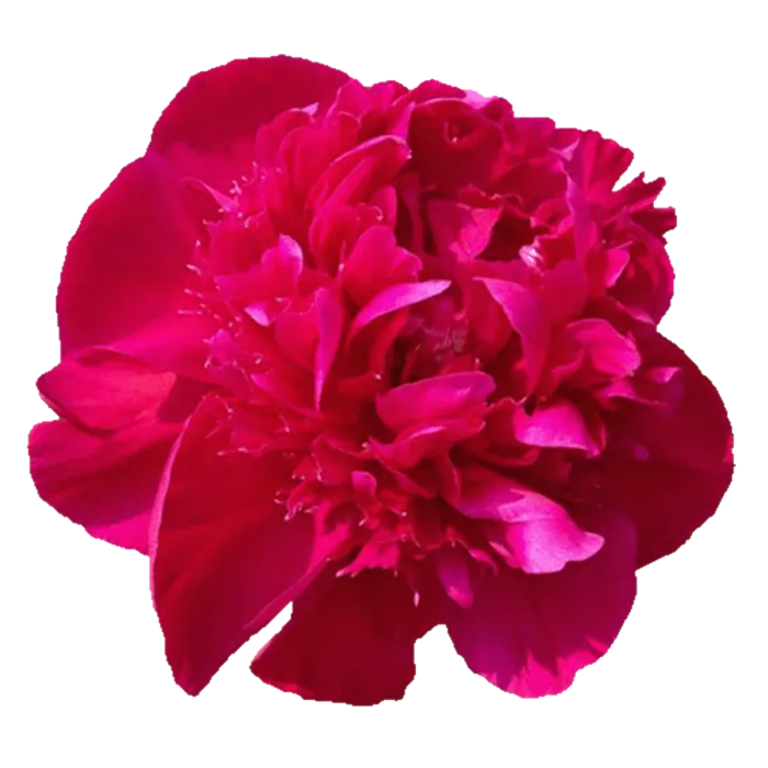 Inspector Lavergne Red Peonie — ChileBlooms catalog
