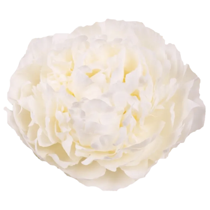 Ivory White Peonie — ChileBlooms catalog