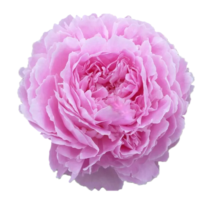 Jacorma