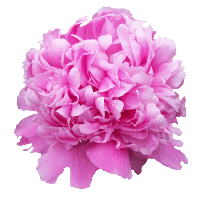 Jules Elie Pink Peonie — ChileBlooms catalog
