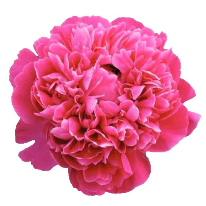 Kansas Fuchsia Peonie — ChileBlooms catalog