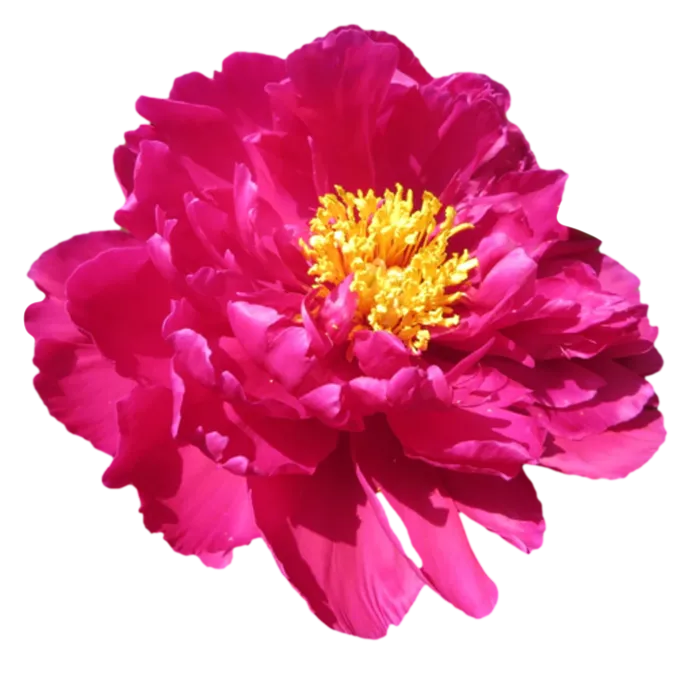 Karl Rosenfield Red Peonie — ChileBlooms catalog