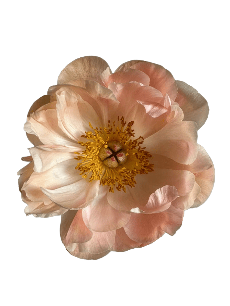 King's Day Peach Peonie - ChileBlooms