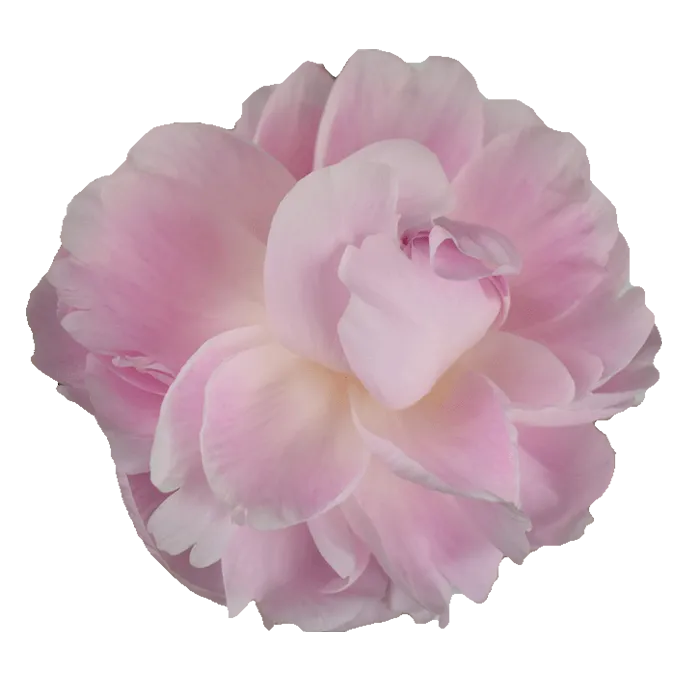 Laura Dessert White Peonie — ChileBlooms catalog