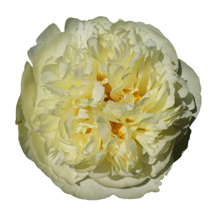 Lemon Chiffon Yellow Peonie — ChileBlooms catalog