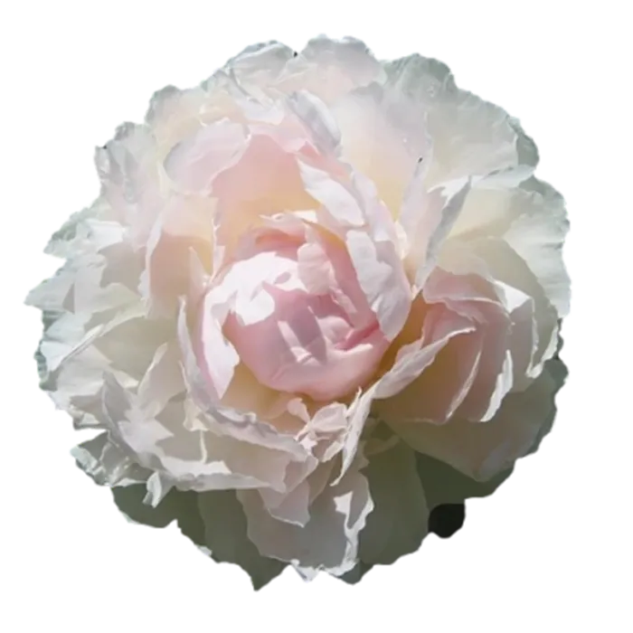 Lilian Wild White Peonie — ChileBlooms catalog