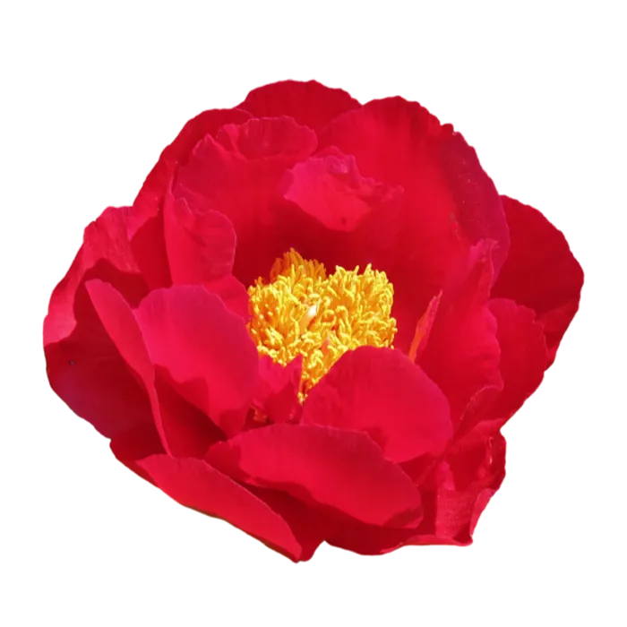 Mackinac Grand Red Peonie — ChileBlooms catalog