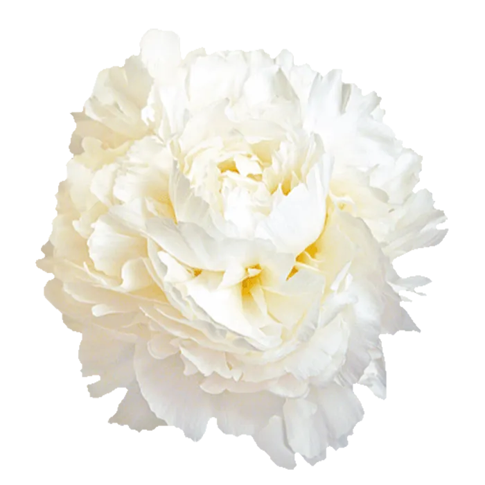 Madame Claude Tain White Peonie — ChileBlooms catalog