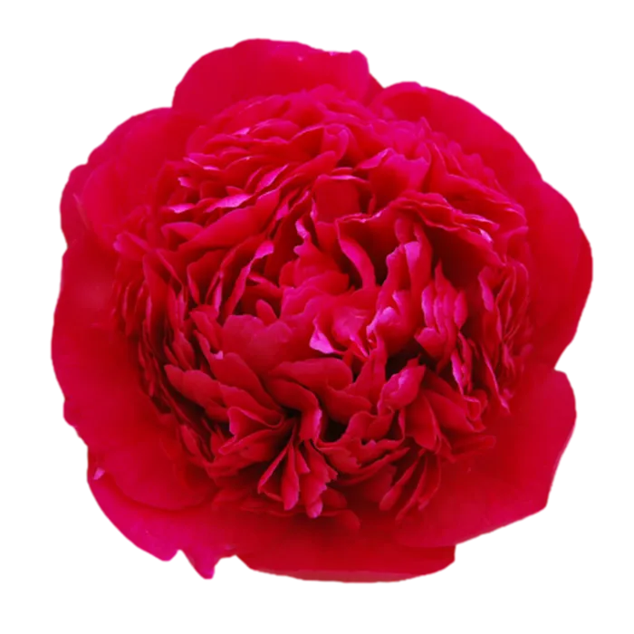 Many Happy Returns Red Peonie — ChileBlooms catalog