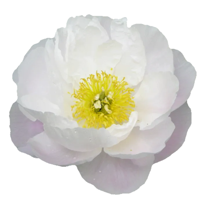 Miss America White Peonie — ChileBlooms catalog